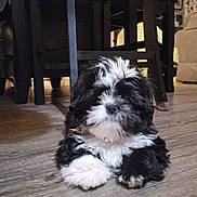 Gus Gus joined the competition — help win amazing prizes! puppy, dog, black_and_white, fluffy, indoor, wooden_floor, table, furniture, living_room, cute, pet, animal, flooring, resting, small_dog, domestic, canine, cozy, household, young_dog