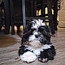 puppy, dog, black_and_white, fluffy, indoor, wooden_floor, table, furniture, living_room, cute, pet, animal, flooring, resting, small_dog, domestic, canine, cozy, household, young_dog