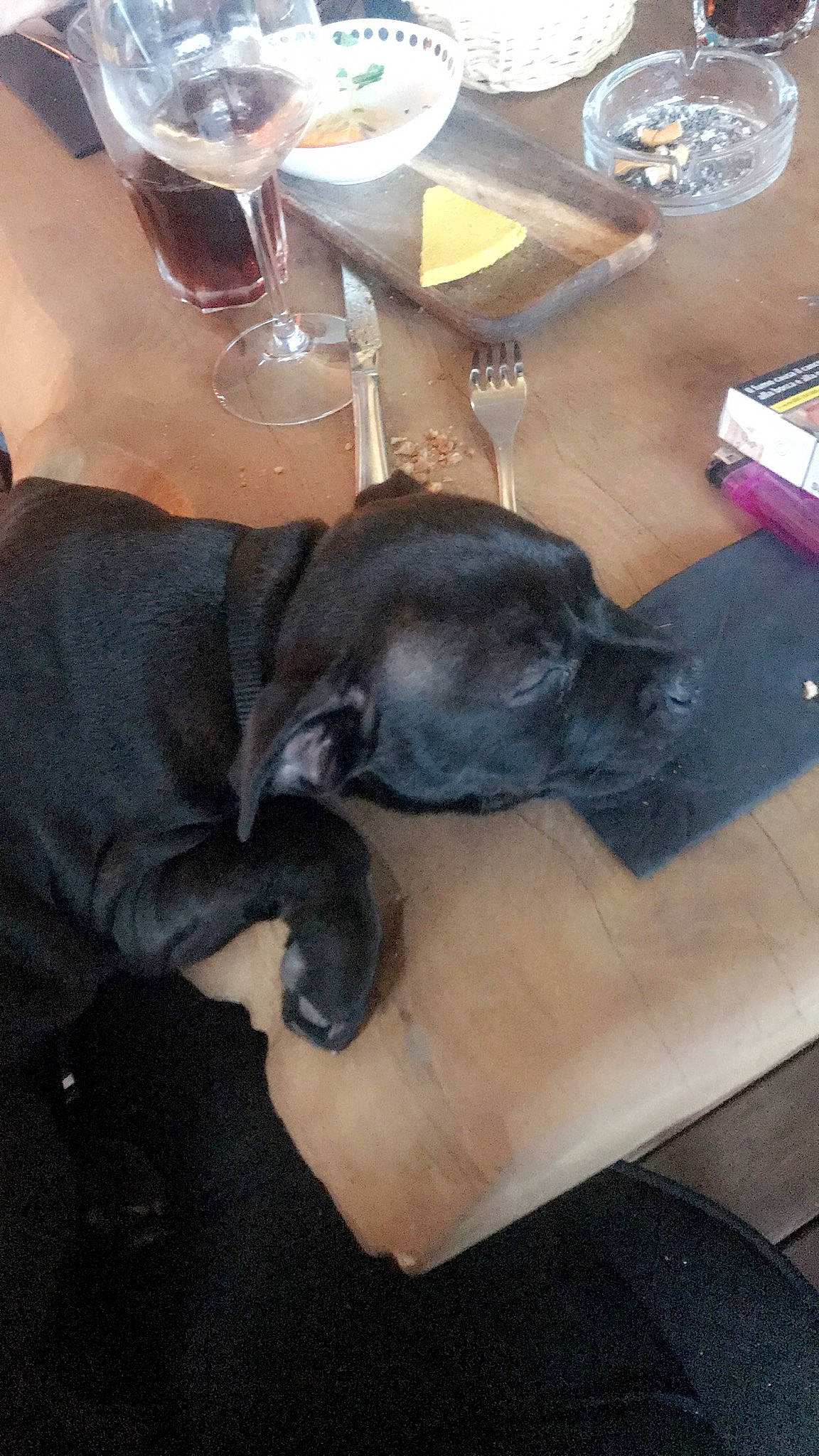 Only a rejoint le concours — aidez-le/la à gagner de superbes lots ! canidae, carnivore, champagne_stemware, comfort, companion_dog, dog, dog_breed, drinkware, flooring, fur, nap, plate, serveware, sporting_group, stemware, table, tableware, tail, wine_glass, working_animal