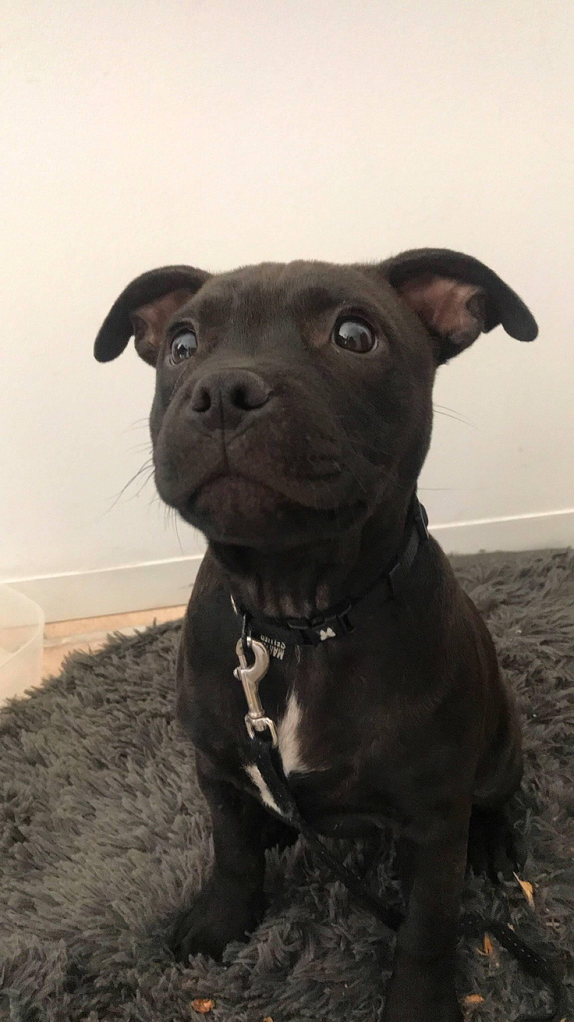 Only a rejoint le concours — aidez-le/la à gagner de superbes lots ! borador, canidae, carnivore, companion_dog, dog, dog_breed, dog_collar, fawn, fur, guard_dog, liver, non_sporting_group, plant, pug, snout, sporting_group, terrestrial_animal, toy_dog, whiskers, working_animal