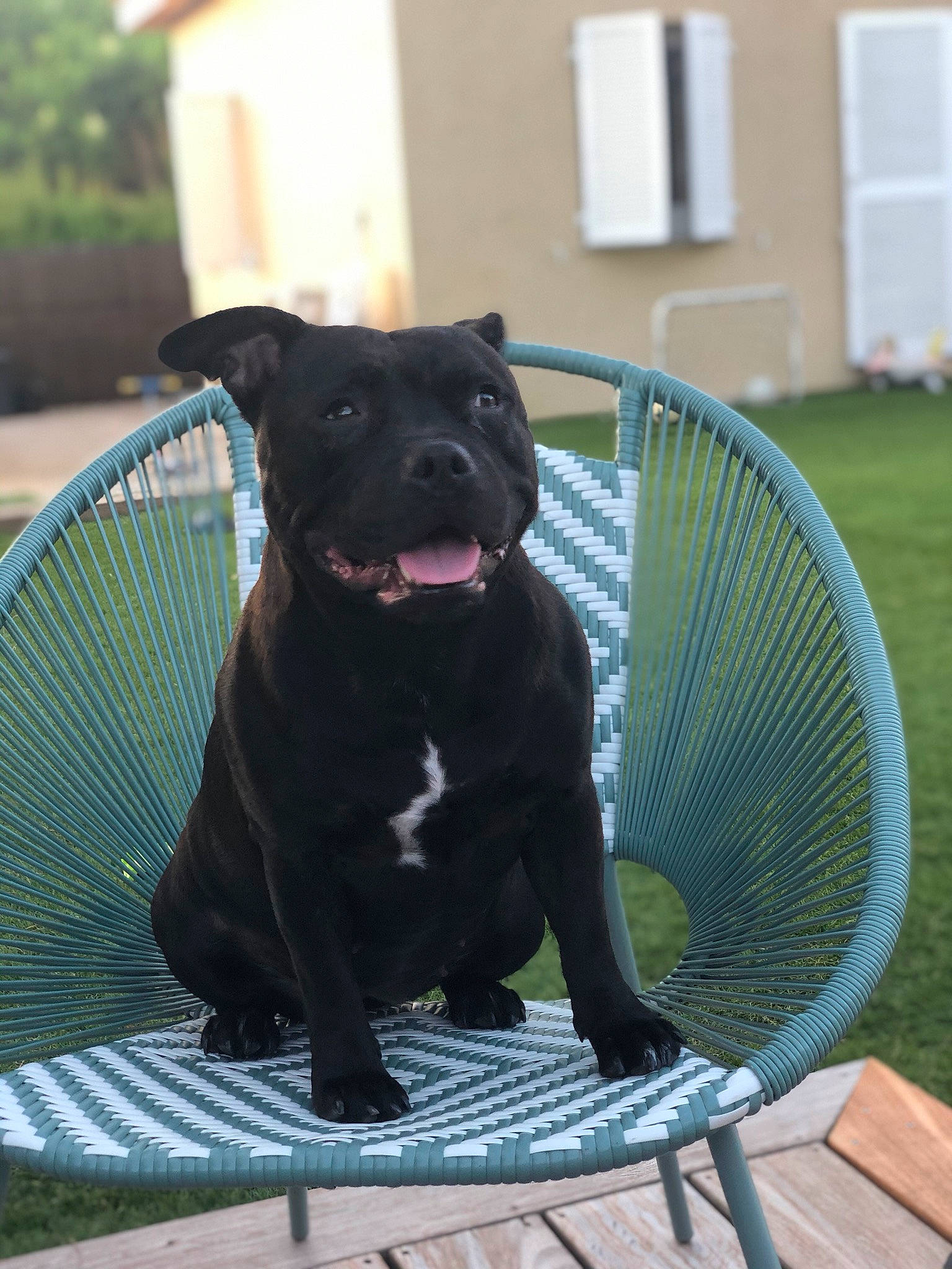 Only participe au concours pour gagner de l'argent avec cette photo : black, carnivore, chair, collar, companion_dog, dog, dog_breed, dog_collar, fawn, grass, guard_dog, gun_dog, outdoor_furniture, pet_supply, plant, snout, sporting_group, tail, window, working_animal