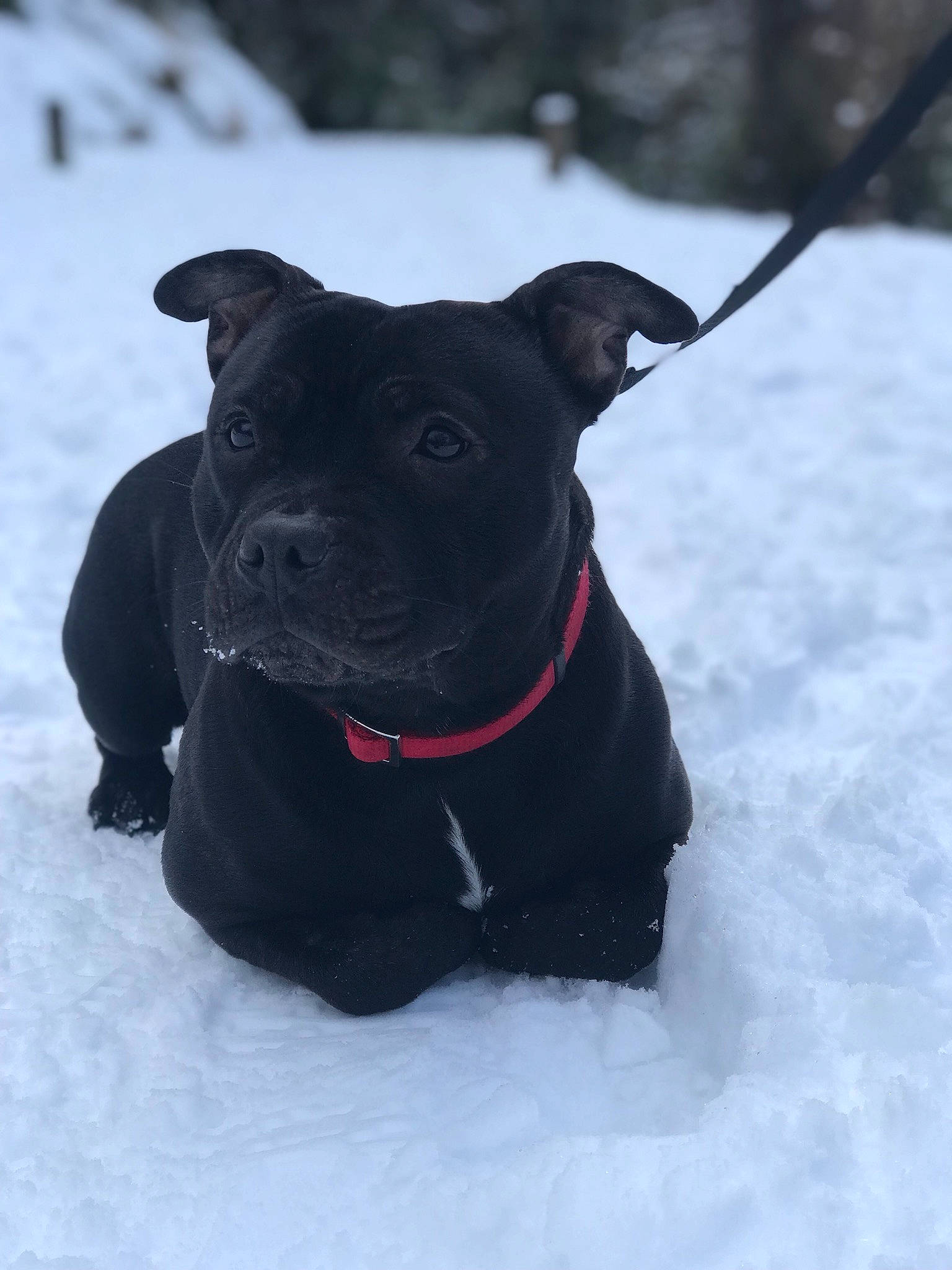 Only participe au concours pour gagner de l'argent avec cette photo : borador, carnivore, collar, companion_dog, dog, dog_breed, dog_collar, dog_supply, fashion_accessory, fawn, freezing, fur, leash, pet_supply, snout, snow, sporting_group, whiskers, winter, working_animal