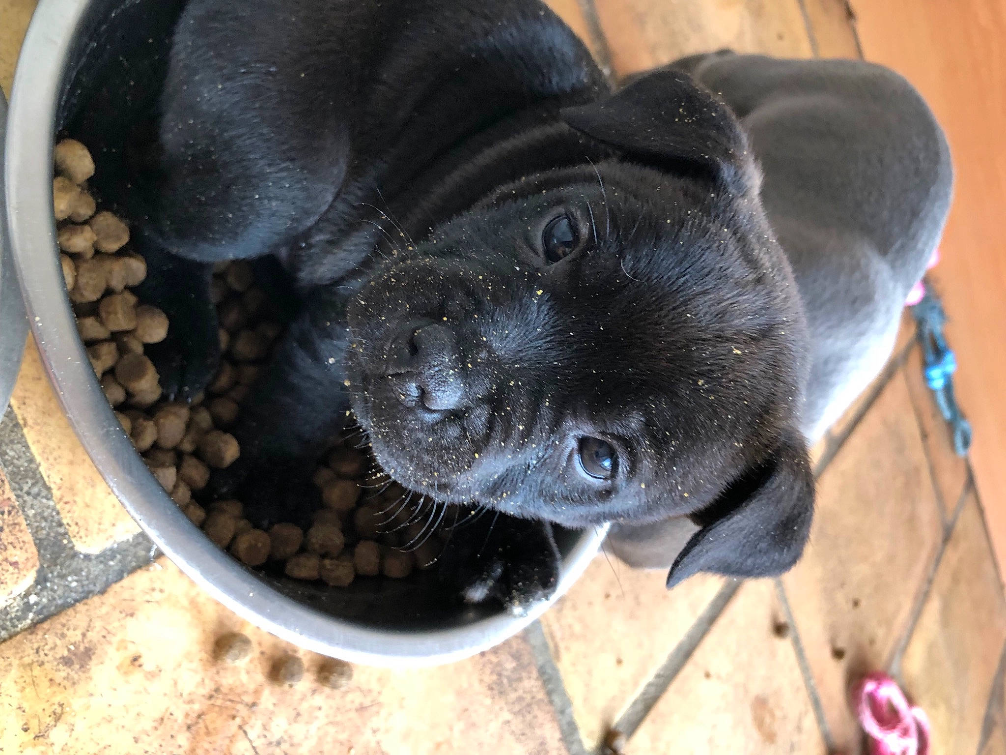 Only a rejoint le concours — aidez-le/la à gagner de superbes lots ! borador, canidae, carnivore, companion_dog, dog, dog_breed, fawn, liver, non_sporting_group, pet_supply, snout, sporting_group, terrestrial_animal, whiskers, working_animal