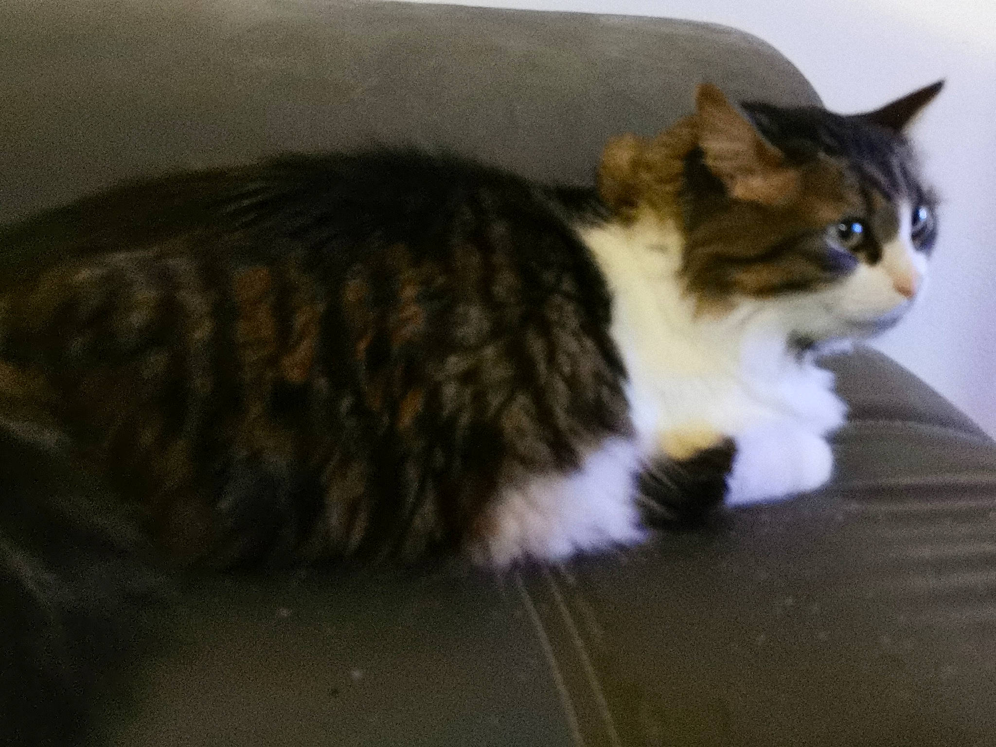 Felix participe au concours pour gagner de l'argent avec cette photo : aegean_cat, american_wirehair, carnivore, cat, cymric, domestic_long_haired_cat, domestic_short_haired_cat, european_shorthair, felidae, fur, kitten, maine_coon, mammal, norwegian_forest_cat, polydactyl_cat, small_to_medium_sized_cats, tabby_cat, tail, vertebrate, whiskers