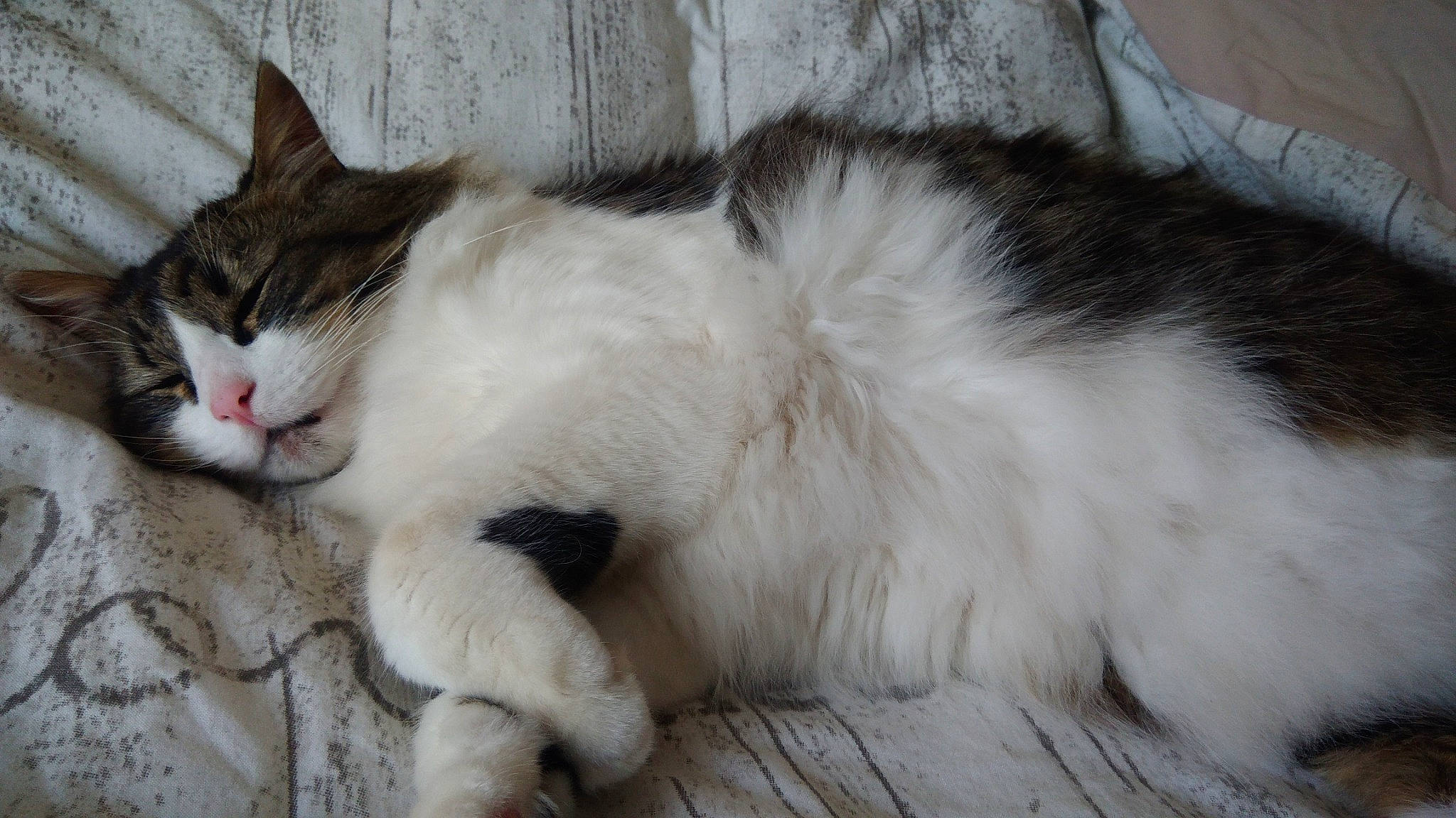 Felix participe au concours pour gagner de l'argent avec cette photo : aegean_cat, carnivore, cat, domestic_long_haired_cat, domestic_short_haired_cat, felidae, fur, mammal, norwegian_forest_cat, paw, polydactyl_cat, ragamuffin, ragdoll, small_to_medium_sized_cats, tail, turkish_angora, whiskers