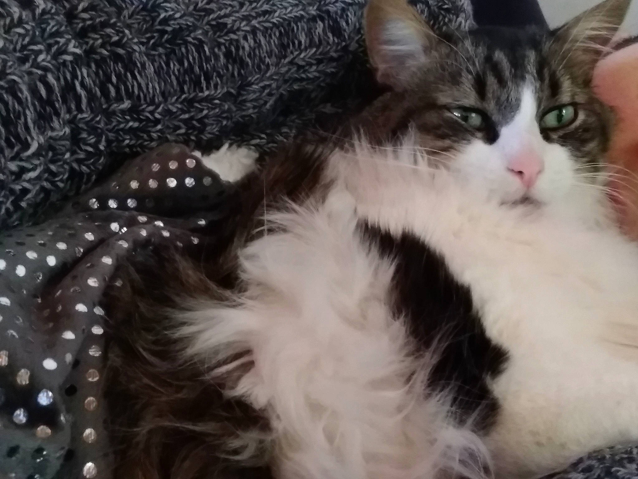 Felix participe au concours pour gagner de l'argent avec cette photo : aegean_cat, american_curl, american_wirehair, asian, carnivore, cat, domestic_long_haired_cat, domestic_short_haired_cat, european_shorthair, felidae, fur, kitten, maine_coon, mammal, norwegian_forest_cat, ragamuffin, small_to_medium_sized_cats, snout, vertebrate, whiskers