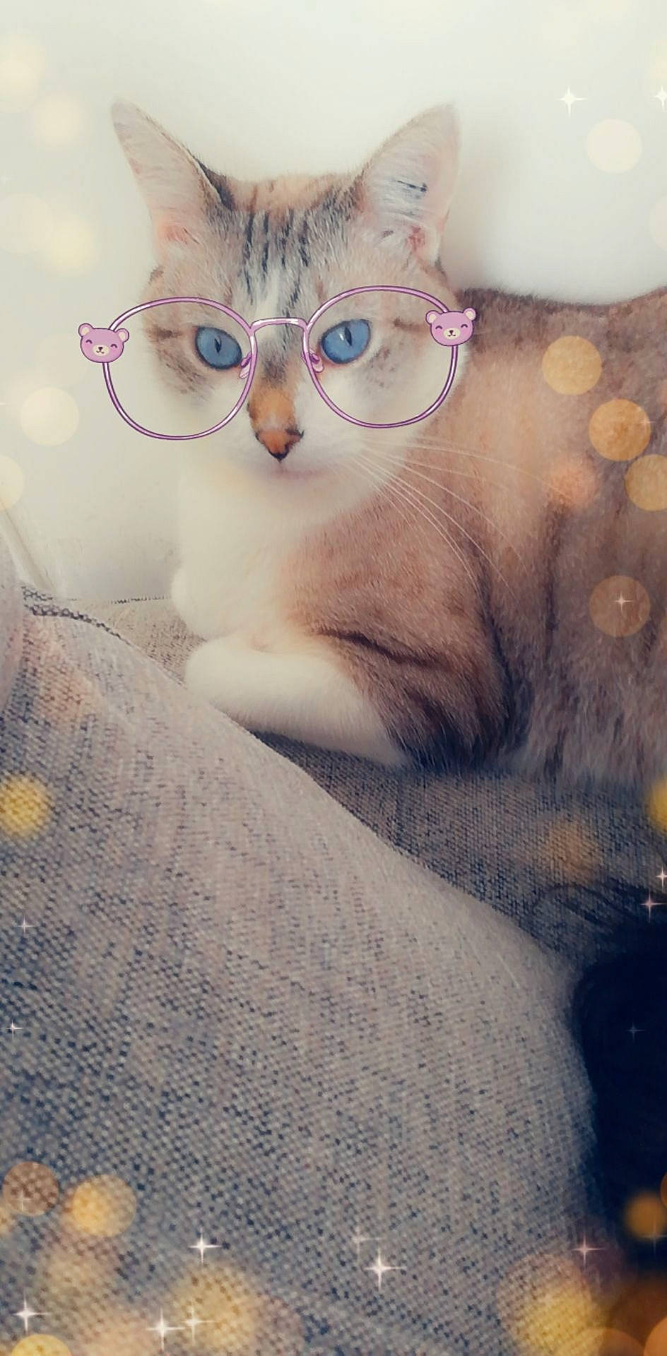 Crado a rejoint le concours — aidez-le/la à gagner de superbes lots ! aegean_cat, asian, burmilla, carnivore, cat, eye, eyewear, fawn, felidae, fur, glasses, kitten, nose, ojos_azules, paw, persian, skin, sky, small_to_medium_sized_cats, whiskers