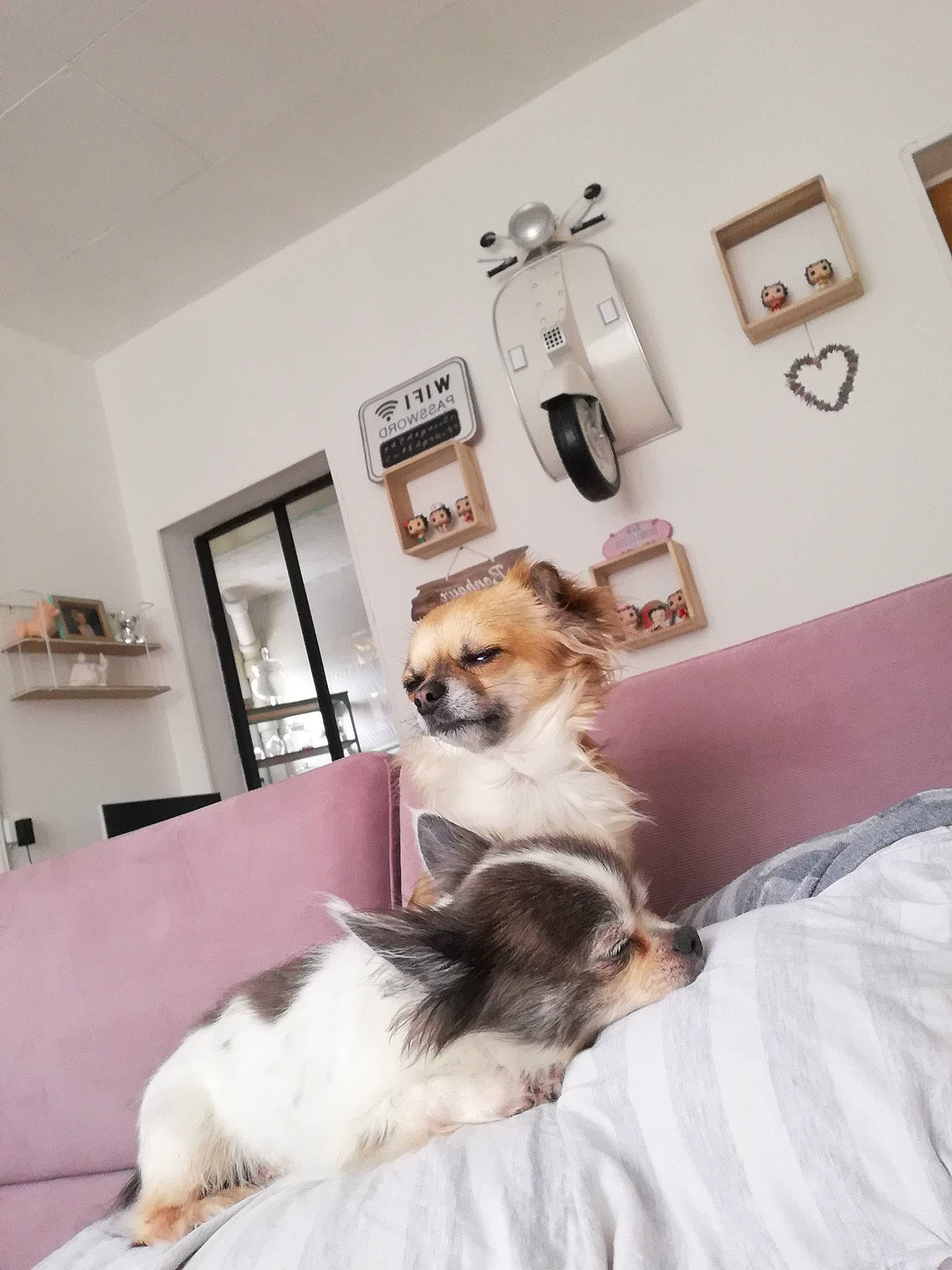 Yoshi a rejoint le concours — aidez-le/la à gagner de superbes lots ! bed_frame, carnivore, ceiling, comfort, companion_dog, couch, dog_breed, fawn, felidae, flooring, furniture, hardwood, house, interior_design, lamp, living_room, picture_frame, small_to_medium_sized_cats, window, wood