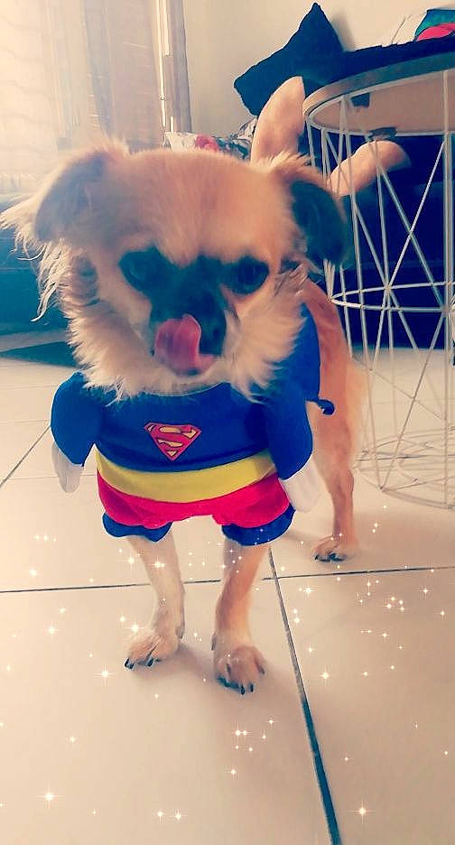Yoshi participe au concours pour gagner de l'argent avec cette photo : carnivore, chihuahua, companion_dog, dog, dog_breed, dog_clothes, dog_supply, dress, electric_blue, fawn, fictional_character, flooring, fun, glasses, happy, personal_protective_equipment, snout, toy, toy_dog, whiskers