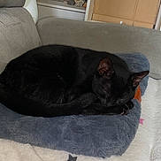 Bagheera participe au concours pour gagner de l'argent avec cette photo : animal, bed, blackcat, blanket, can, canine, cat, couch, cushion, dog, furniture, homedecor, indoors, kitten, manx, person, pet, quilt, sleeping, tin