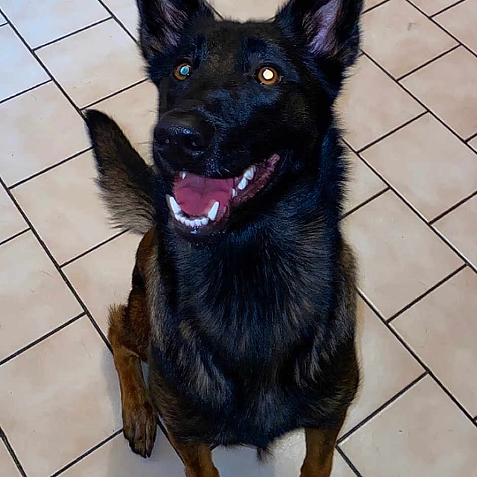 Saika a rejoint le concours — aidez-le/la à gagner de superbes lots ! accessories, animal, bodypart, canine, coyote, dog, germanshepherd, mouth, person, pet, policedog, puppy, snout, strap, tile