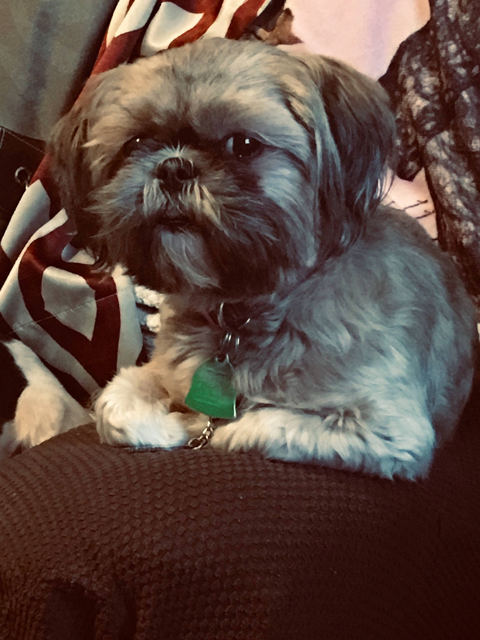 Lucy is registered to the contest to win money with this photo: affenpinscher, bolonka, canidae, carnivore, chinese_imperial_dog, companion_dog, dog, dog_breed, griffon_bruxellois, lhasa_apso, liver, non_sporting_group, pekapoo, puppy, rare_breed_dog, schnoodle, shih_tzu, snout, sporting_group, toy_dog