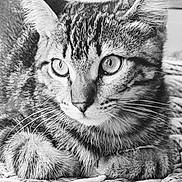Marley participe au concours pour gagner de l'argent avec cette photo : cat, tabby, close_up, black_and_white, animal, pet, feline, whiskers, ears, eyes, fur, resting, woven_surface, texture, portrait, indoor, alert, cute, mammal, domestic
