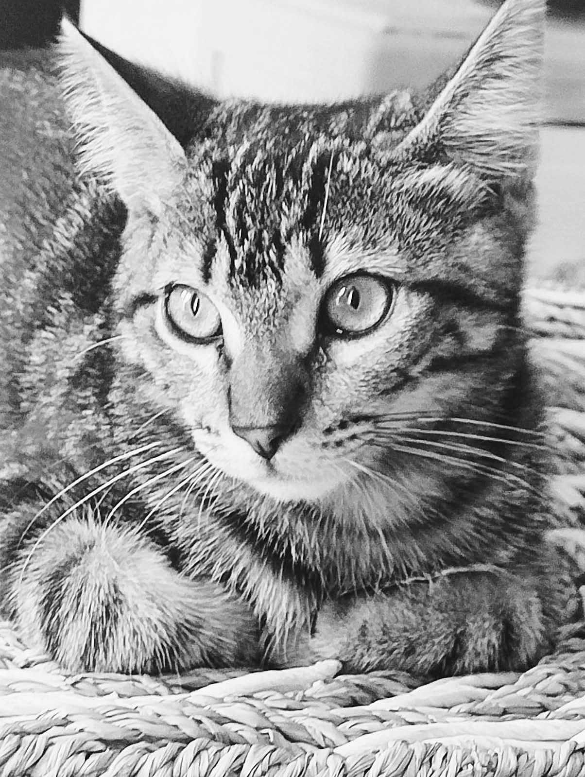 Marley participe au concours pour gagner de l'argent avec cette photo : cat, tabby, close_up, black_and_white, animal, pet, feline, whiskers, ears, eyes, fur, resting, woven_surface, texture, portrait, indoor, alert, cute, mammal, domestic