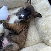 Akuma is registered to the contest to win money with this photo: puppy, dog, blue_eyes, fluffy, lying_down, blanket, cozy, cute, pet, fur, animal, indoor, resting, young, adorable, face, ears, snout, paw, soft