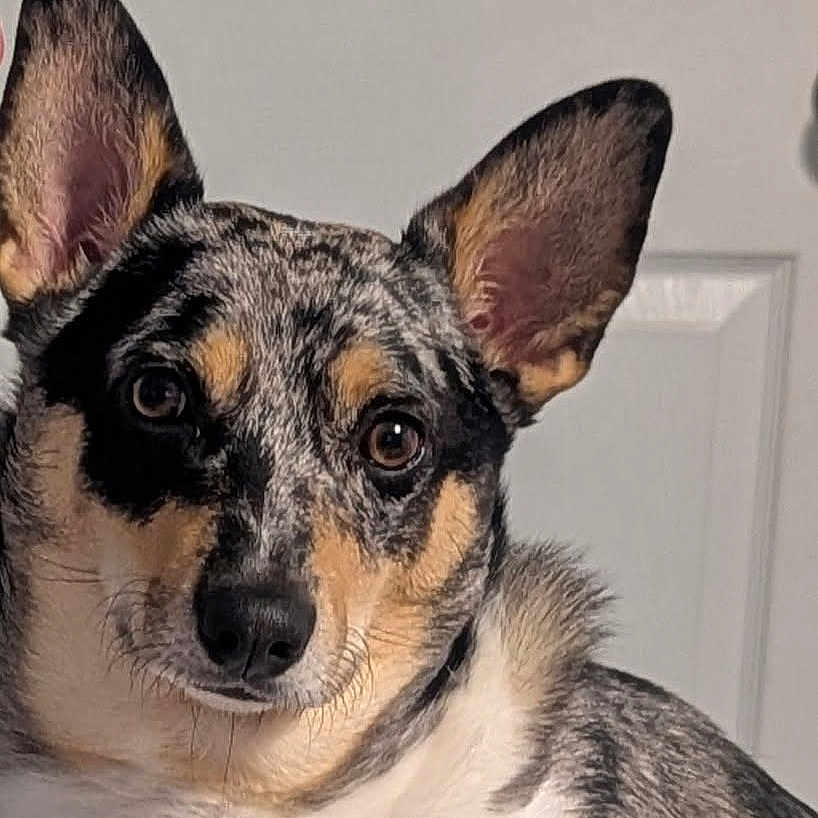 Rikki