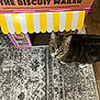 cat, tabby_cat, cardboard_house, playhouse, bakery_theme, striped_awning, floor_rug, wooden_floor, indoor, pet, curious, wide_eyes, brown_tabby, white_paws, home, decor, cute, animal, feline, toy