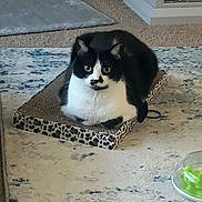 Oreo joined the competition — help win amazing prizes! cat, black_and_white, animal, pet, scratch_pad, leopard_print, carpet, indoor, furniture, living_room, cute, relaxed, fur, whiskers, ears, eyes, floor, domestic, cozy, resting