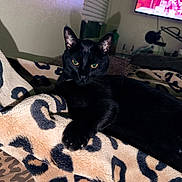 Taco is registered to the contest to win money with this photo: animal, black_cat, blanket, cat, cozy, electronics, feline, fur, green_eyes, home, indoor, leopard_print, microphone, paw, pet, relaxed, resting, shadow, television, whiskers