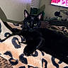 black_cat, cat, pet, animal, feline, leopard_print, blanket, cozy, indoor, resting, green_eyes, fur, whiskers, paw, relaxed, home, television, microphone, electronics, shadow