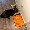 black_cat, cat, pet, feeding_station, food_bowl, water_bowl, orange_mat, cartoon_cat, wood_floor, wall, indoor, animal, feline, looking_up, yellow_eyes, domestic_cat, flooring, corner, plush, cute