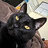 Taco joined the competition — help win amazing prizes! black_cat, cat, yellow_eyes, close_up, indoor, blanket, feline, pet, resting, cozy, soft_texture, fur, animal, domestic_cat, whiskers, relaxed, bedroom, household, whiteboard, storage