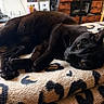 black_cat, cat, feline, pet, animal, indoor, blanket, leopard_print, cozy, relaxed, resting, fur, whiskers, ears, eyes, wooden_cabinet, audio_equipment, home, comfort, sleepy