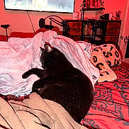 Taco is registered to the contest to win money with this photo: black_cat, cat, sleeping, blanket, bed, red_lighting, microphone, tv, shelf, room, interior, cozy, furniture, curled_up, resting, soft_texture, decor, electronics, warm_light, indoor