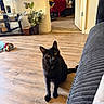cat, black_cat, indoor, living_room, wooden_floor, plant, television, furniture, blanket, doorway, shelf, books, decor, curious, pet, animal, cozy, yellow_eyes, flooring, seated
