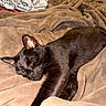 Taco is registered to the contest to win money with this photo: cat, black_cat, sleeping, resting, blanket, soft_texture, fur, cozy, indoor, pet, animal, relaxation, closeup, comfort, home, warm, cute, feline, lying_down, nap