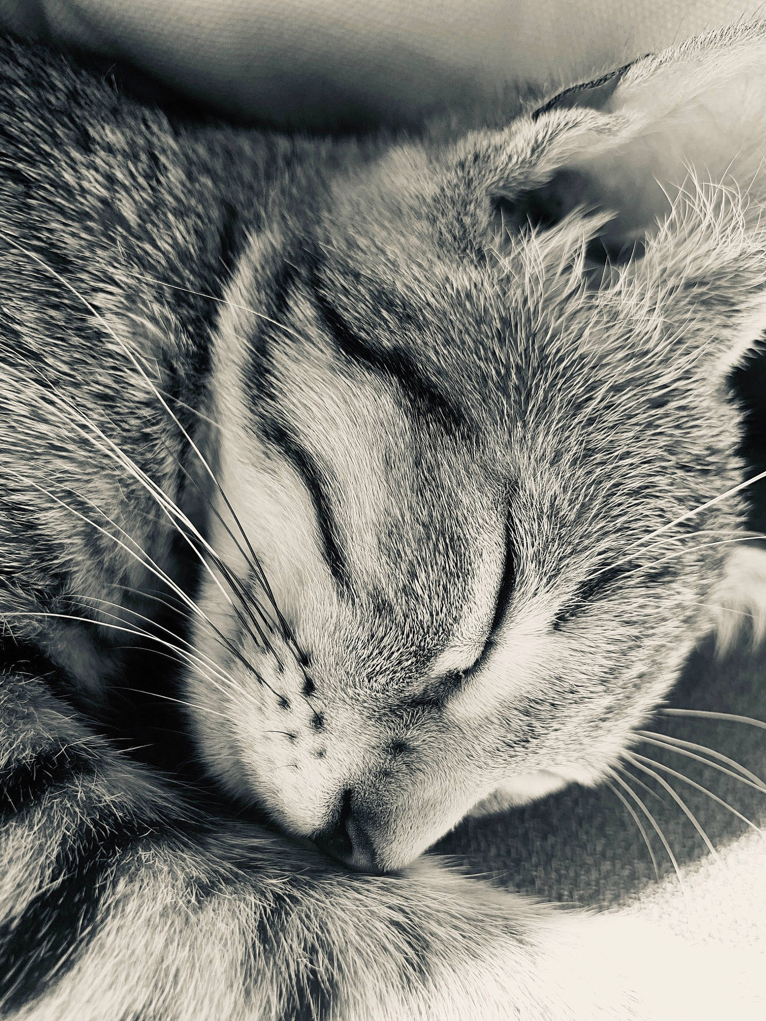 Prune participe au concours pour gagner de l'argent avec cette photo : black_and_white, carnivore, cat, close_up, ear, european_shorthair, eye, felidae, fur, monochrome, monochrome_photography, nap, nose, photography, sky, sleep, small_to_medium_sized_cats, snout, tabby_cat, whiskers
