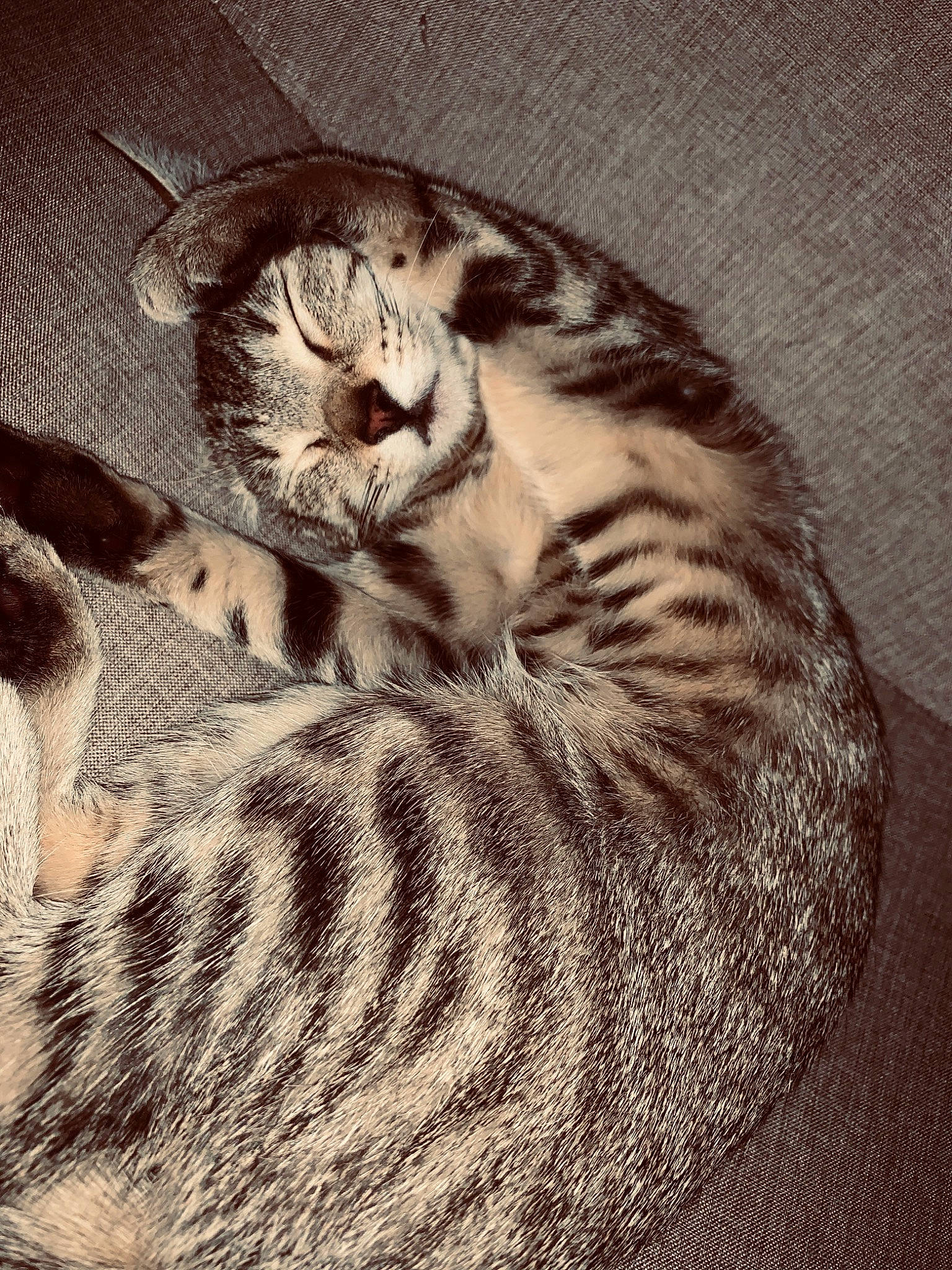 Prune a rejoint le concours — aidez-le/la à gagner de superbes lots ! american_shorthair, asian, black_and_white, carnivore, cat, domestic_short_haired_cat, dragon_li, egyptian_mau, european_shorthair, felidae, fur, kitten, mammal, nap, ocicat, sleep, small_to_medium_sized_cats, snout, tabby_cat, whiskers