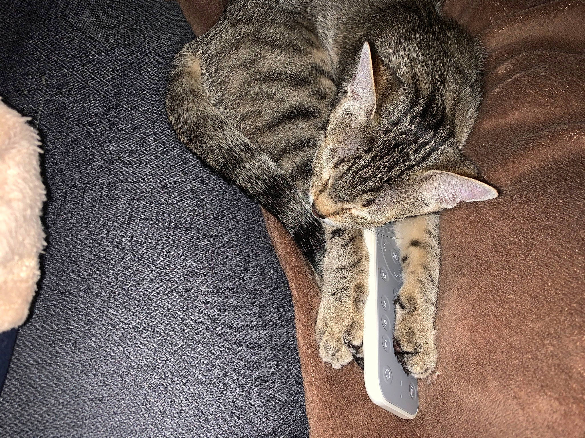 Prune a rejoint le concours — aidez-le/la à gagner de superbes lots ! carnivore, cat, claw, european_shorthair, felidae, fur, hand, kitten, paw, polydactyl_cat, shoe, small_to_medium_sized_cats, tabby_cat, tail, whiskers, wood