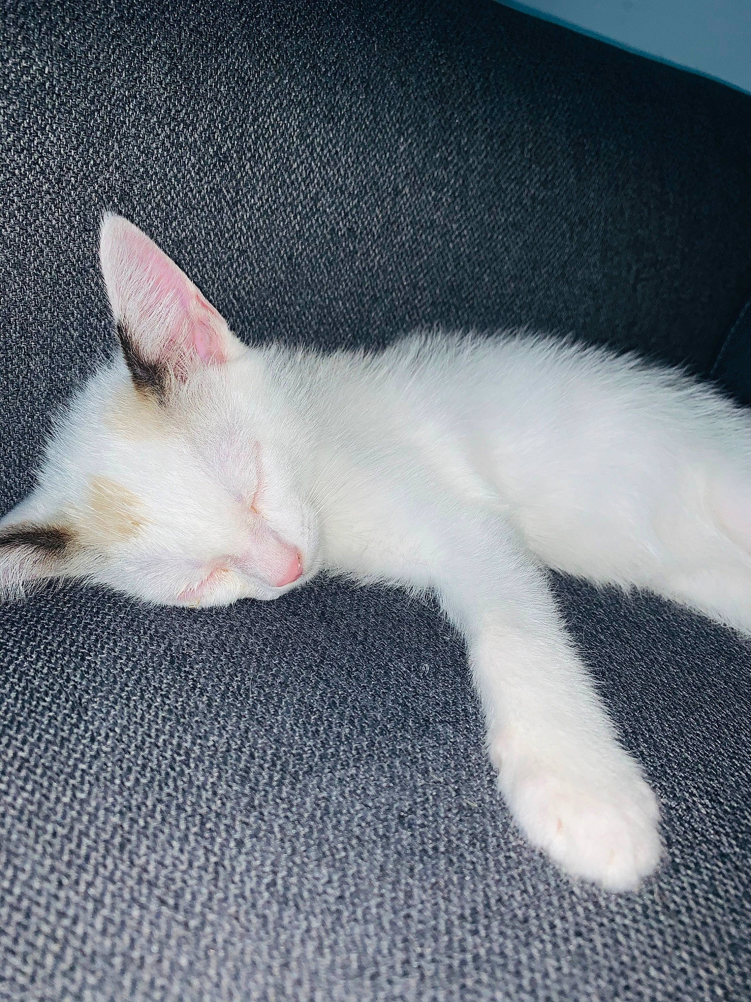 Jumpy participe au concours pour gagner de l'argent avec cette photo : carnivore, cat, claw, colorpoint_shorthair, ear, felidae, fur, khao_manee, kitten, nap, paw, polydactyl_cat, sleep, small_to_medium_sized_cats, tail, turkish_angora, turkish_van, whiskers