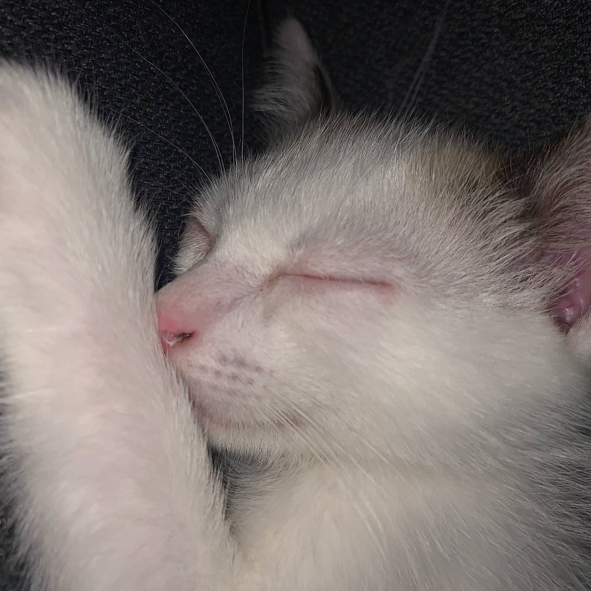 Jumpy participe au concours pour gagner de l'argent avec cette photo : carnivore, cat, close_up, eye, felidae, fur, khao_manee, kitten, mammal, nap, nose, polydactyl_cat, ragdoll, skin, sleep, small_to_medium_sized_cats, snout, turkish_angora, turkish_van, whiskers