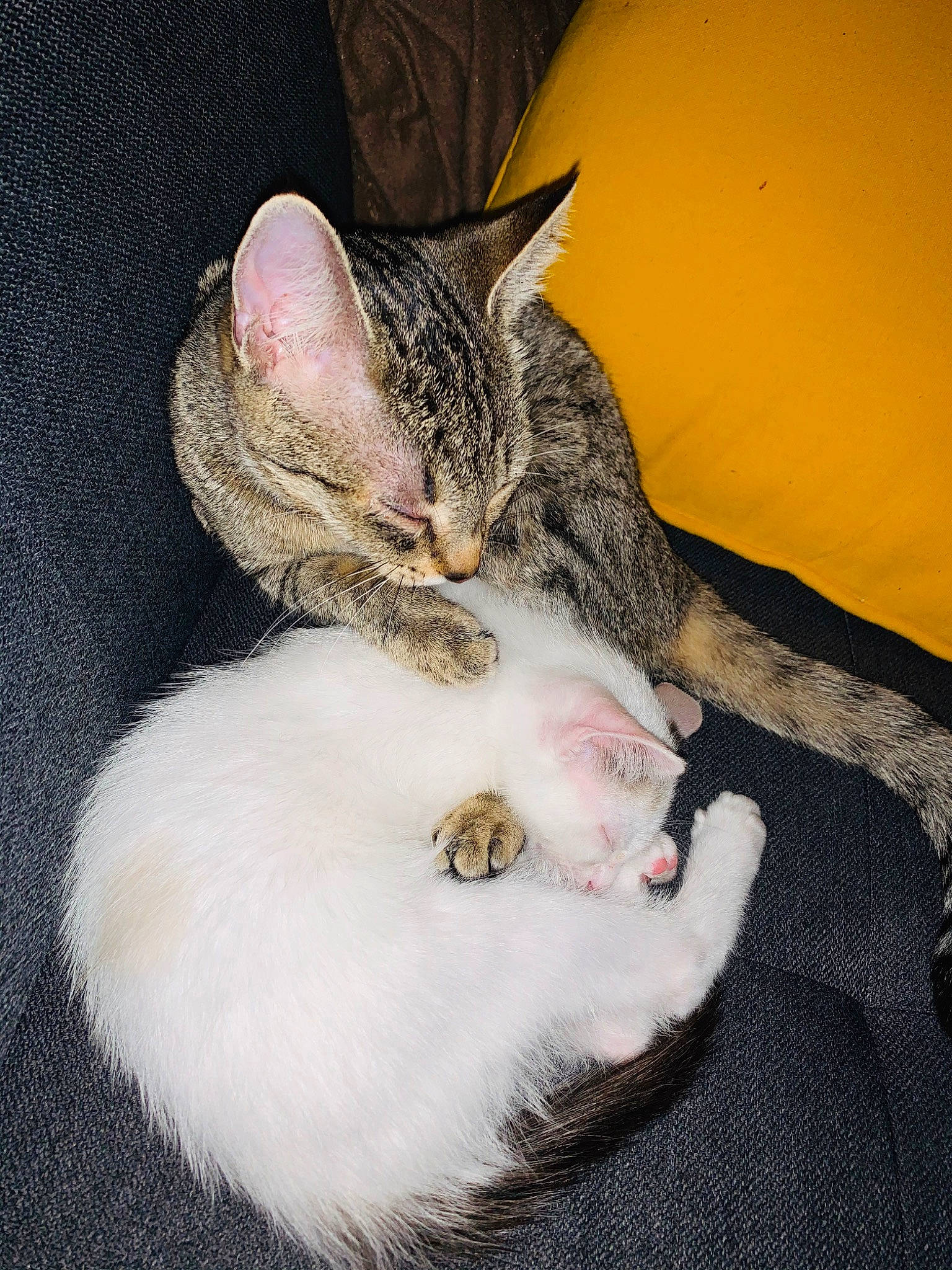 Jumpy participe au concours pour gagner de l'argent avec cette photo : aegean_cat, american_shorthair, american_wirehair, asian, carnivore, cat, domestic_short_haired_cat, dragon_li, egyptian_mau, european_shorthair, felidae, fur, german_rex, kitten, mammal, paw, polydactyl_cat, small_to_medium_sized_cats, tabby_cat, whiskers