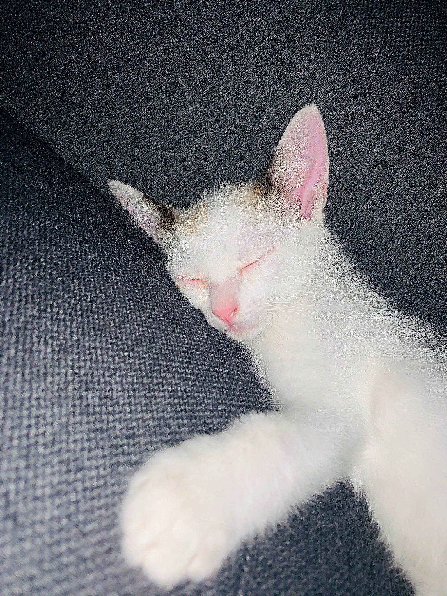 Jumpy a rejoint le concours — aidez-le/la à gagner de superbes lots ! carnivore, cat, domestic_short_haired_cat, ear, eye, felidae, fur, khao_manee, kitten, leg, nose, paw, polydactyl_cat, skin, small_to_medium_sized_cats, snout, tail, turkish_angora, turkish_van, whiskers