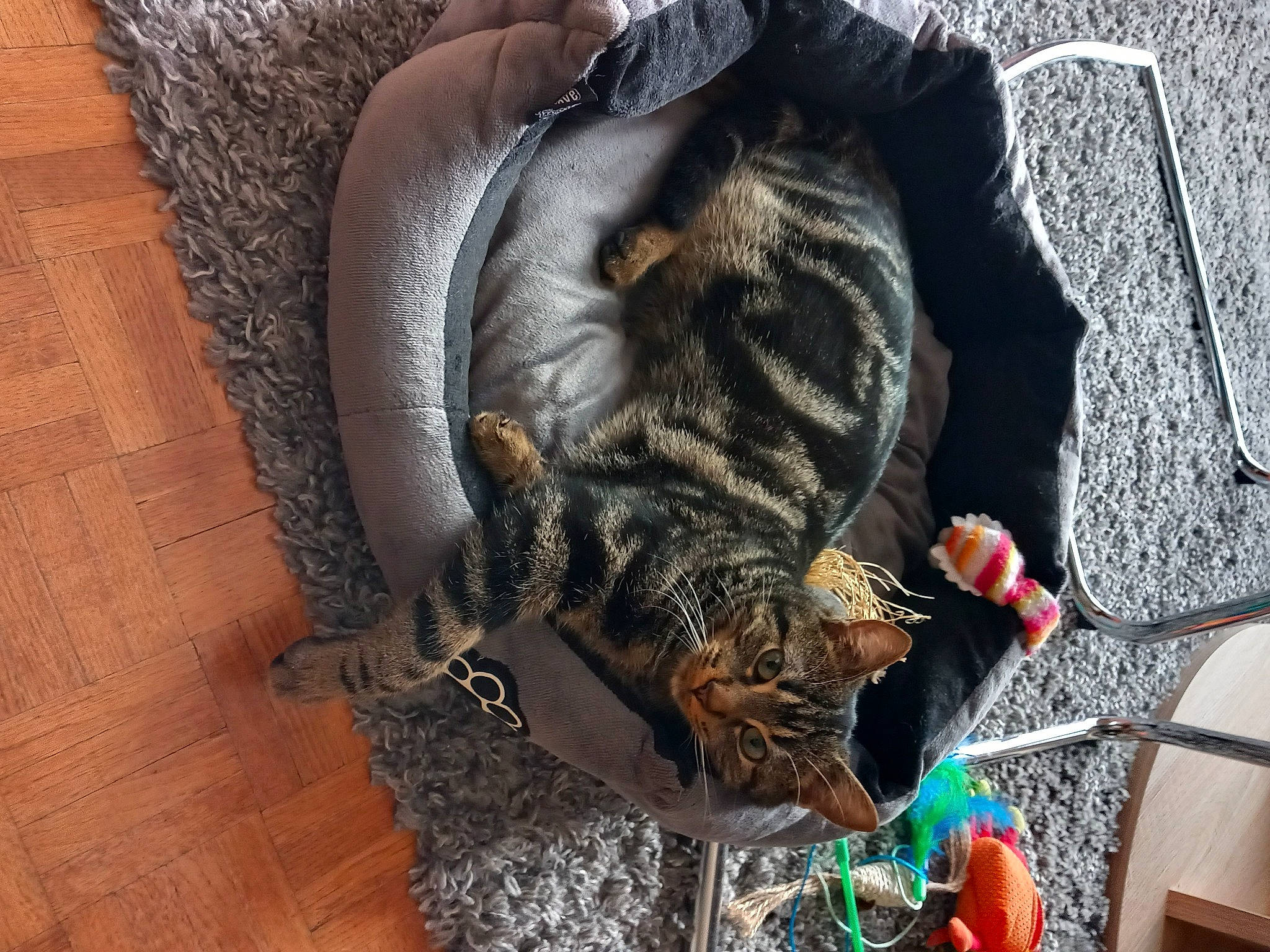 Diddle participe au concours pour gagner de l'argent avec cette photo : carnivore, cat, claw, comfort, domestic_short_haired_cat, felidae, fur, grey, hardwood, nap, small_to_medium_sized_cats, snout, sporting_group, tail, tree, varnish, whiskers, wood, wood_flooring, wood_stain