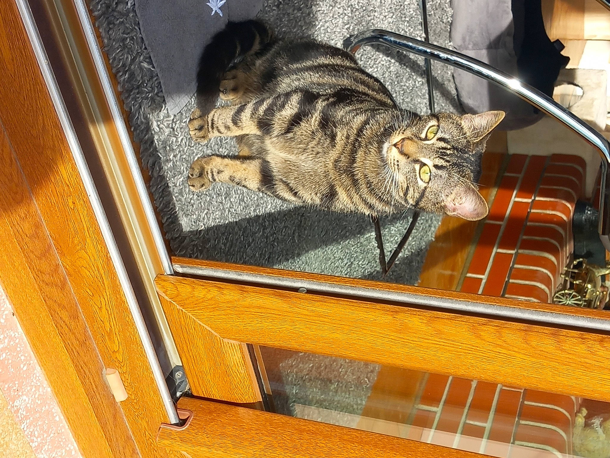 Diddle participe au concours pour gagner de l'argent avec cette photo : carnivore, cat, domestic_short_haired_cat, felidae, flooring, fur, glass, hardwood, metal, pattern, rectangle, room, small_to_medium_sized_cats, tail, terrestrial_animal, tints_and_shades, visual_arts, whiskers, window, wood