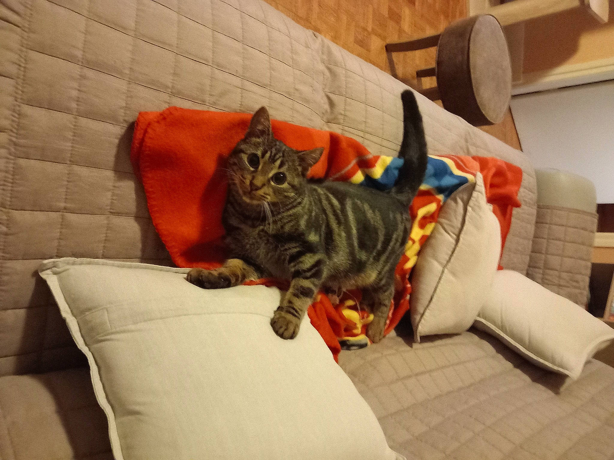 Diddle participe au concours pour gagner de l'argent avec cette photo : bed, carnivore, cat, comfort, couch, domestic_short_haired_cat, felidae, flooring, fur, grey, hardwood, house, linens, living_room, orange, room, small_to_medium_sized_cats, tail, whiskers, wood