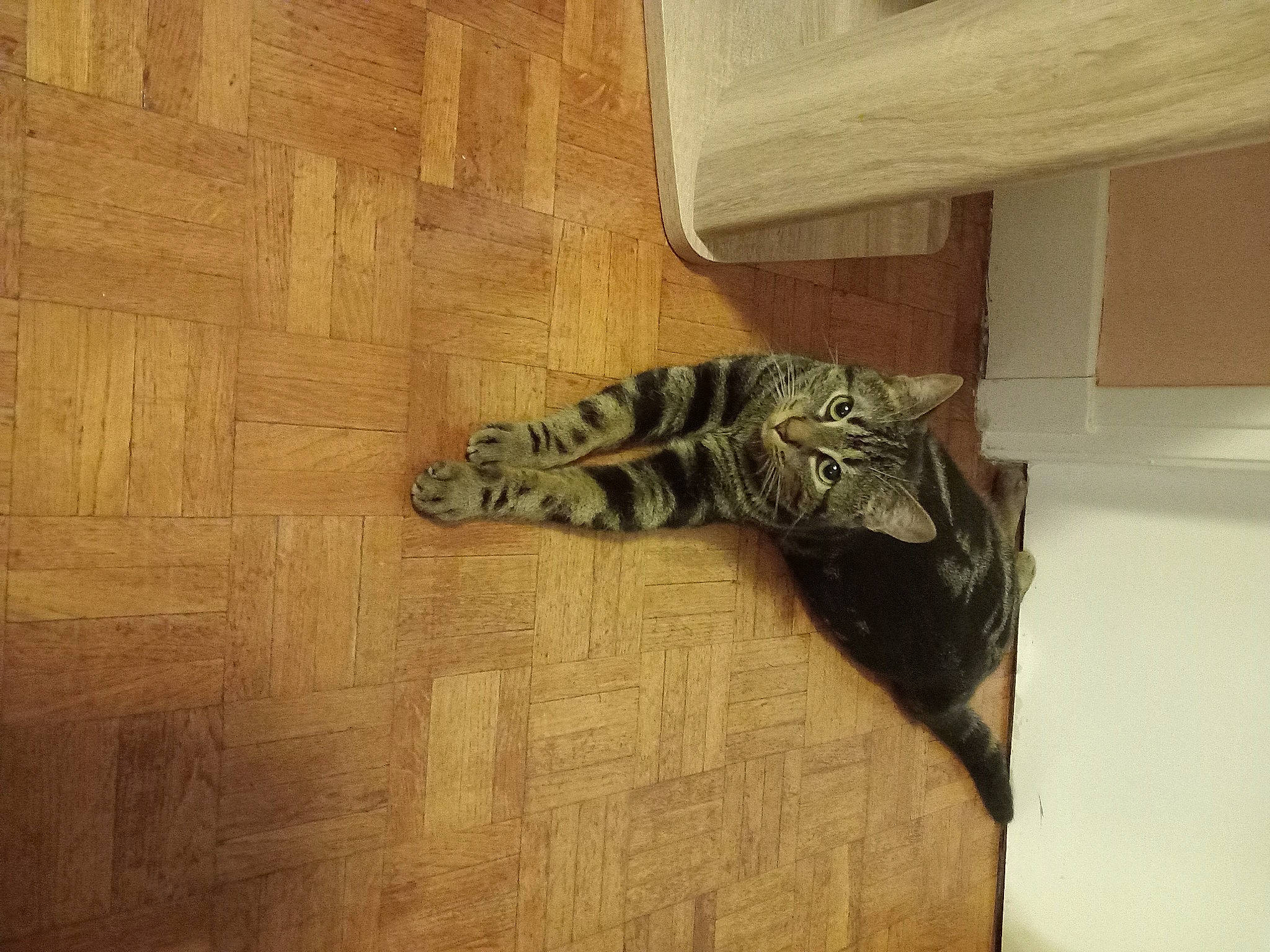 Diddle a rejoint le concours — aidez-le/la à gagner de superbes lots ! carnivore, cat, fawn, felidae, floor, flooring, fur, hardwood, laminate_flooring, military_camouflage, pattern, sculpture, small_to_medium_sized_cats, tail, terrestrial_animal, varnish, whiskers, wood, wood_flooring, wood_stain