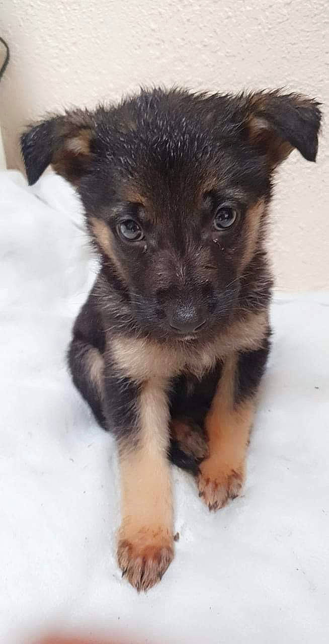 Yuko a rejoint le concours — aidez-le/la à gagner de superbes lots ! canidae, carnivore, companion_dog, dog, dog_breed, fawn, fur, puppy, snout, sporting_group, terrestrial_animal, terrier, toy_dog, whiskers, working_animal, working_dog