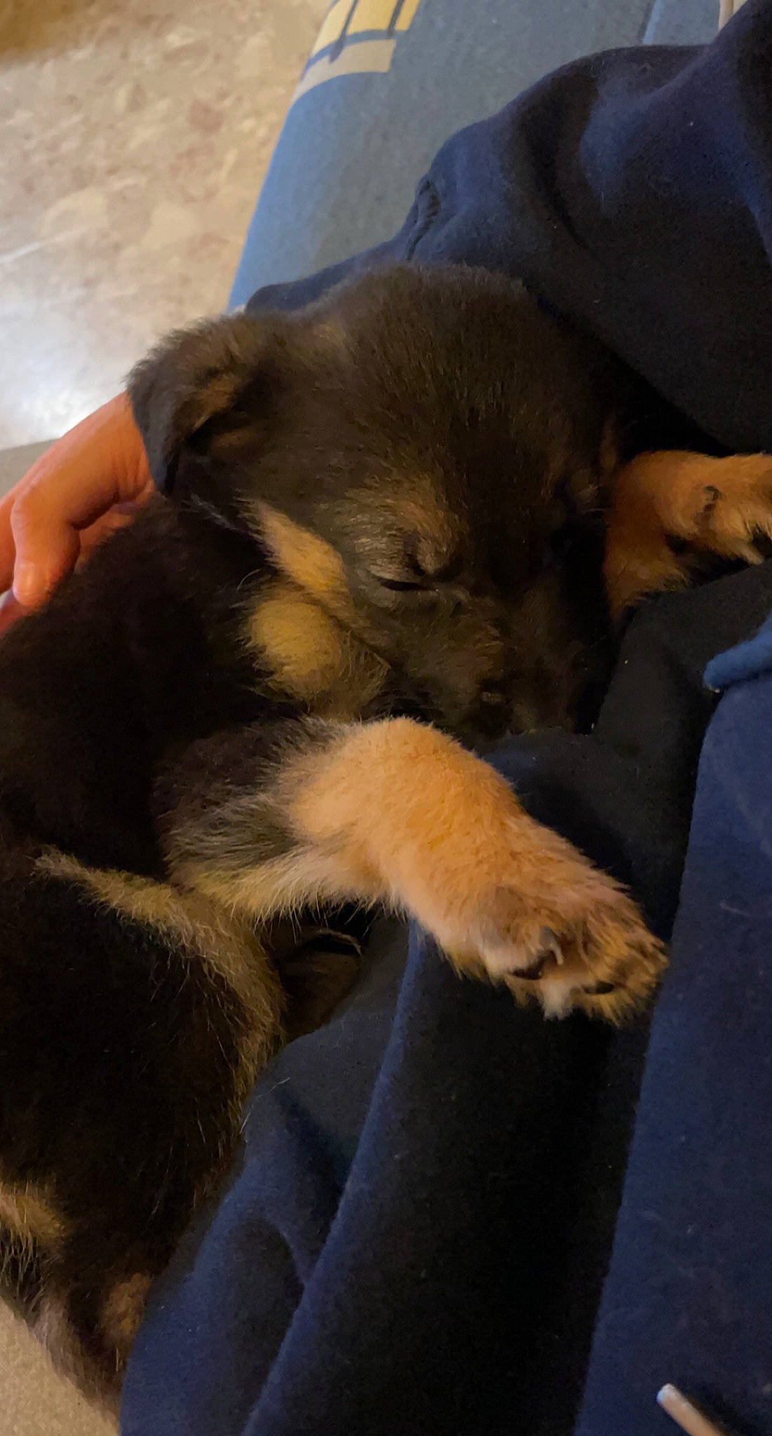 Yuko participe au concours pour gagner de l'argent avec cette photo : canidae, carnivore, claw, comfort, companion_dog, dog, dog_breed, ear, fawn, fur, german_shepherd_dog, nap, paw, puppy, sleep, snout, sporting_group, working_dog