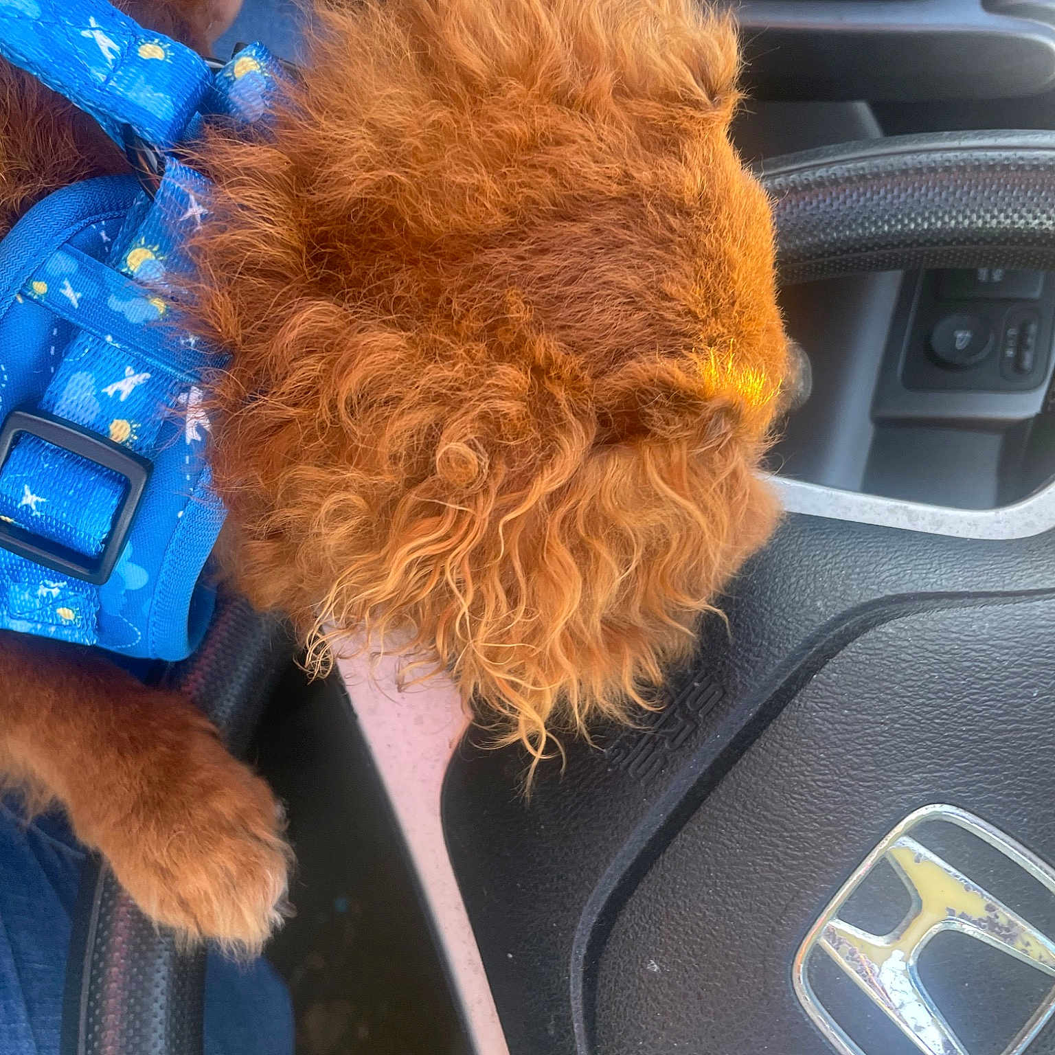 Teddy is registered to the contest to win money with this photo: auto_part, automotive_exterior, automotive_mirror, car, car_seat, car_seat_cover, carnivore, center_console, companion_dog, electric_blue, family_car, human_leg, motor_vehicle, personal_luxury_car, snout, sporting_group, steering_wheel, vehicle, vehicle_door, windshield