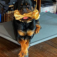 Muji is registered to the contest to win money with this photo: rottweiler, dog, bone, pet, indoor, raised_dog_bed, wooden_floor, furniture, basket, fan, collar, muzzle, black_and_tan, animal, paw, resting, tongue, canine, domestic, house