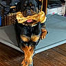 rottweiler, dog, bone, pet, indoor, raised_dog_bed, wooden_floor, furniture, basket, fan, collar, muzzle, black_and_tan, animal, paw, resting, tongue, canine, domestic, house