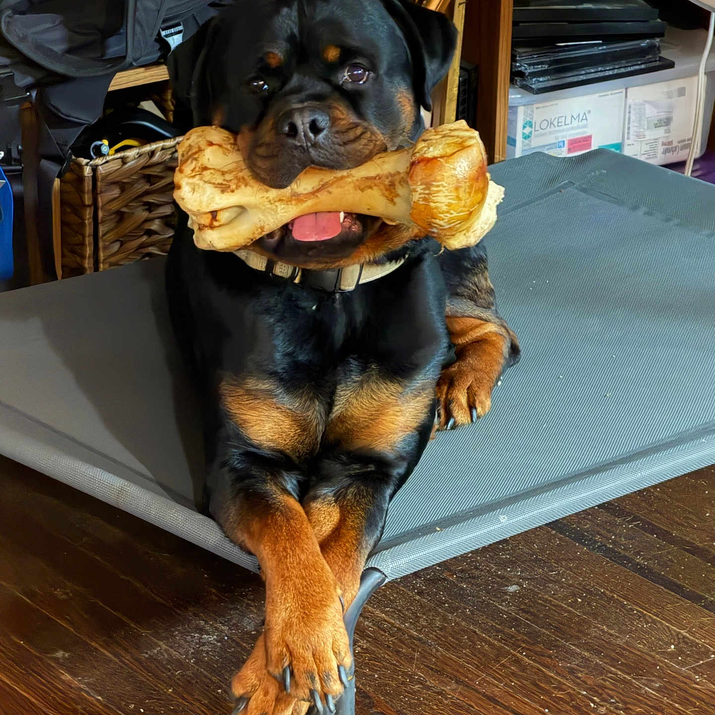 Muji is registered to the contest to win money with this photo: rottweiler, dog, bone, pet, indoor, raised_dog_bed, wooden_floor, furniture, basket, fan, collar, muzzle, black_and_tan, animal, paw, resting, tongue, canine, domestic, house