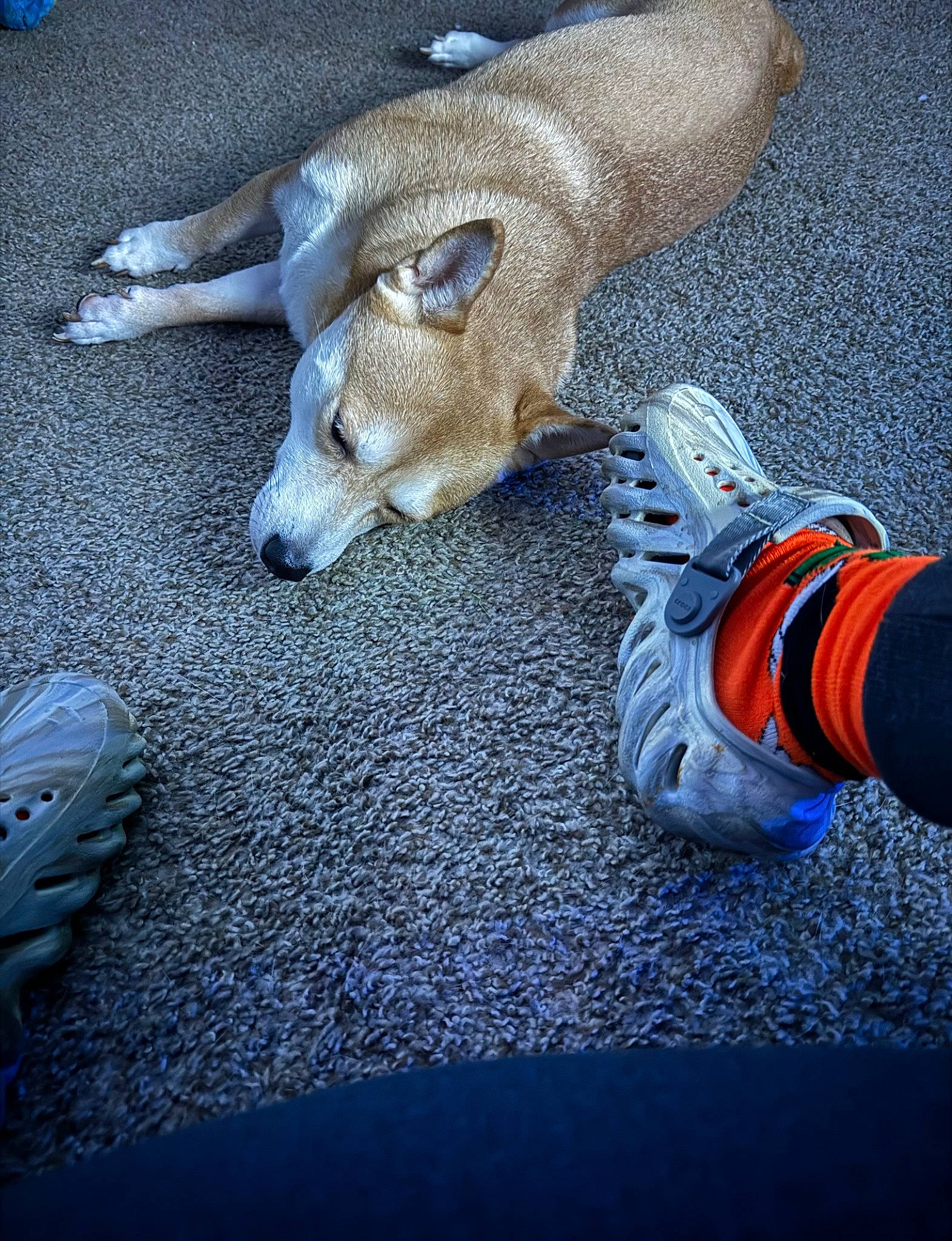 Rianna is registered to the contest to win money with this photo: asphalt, blue, carmine, carnivore, comfort, companion_dog, cross_training_shoe, dog, dog_breed, electric_blue, flooring, foot, grass, grey, human_leg, road_surface, terrestrial_animal, walking_shoe, wood, working_animal