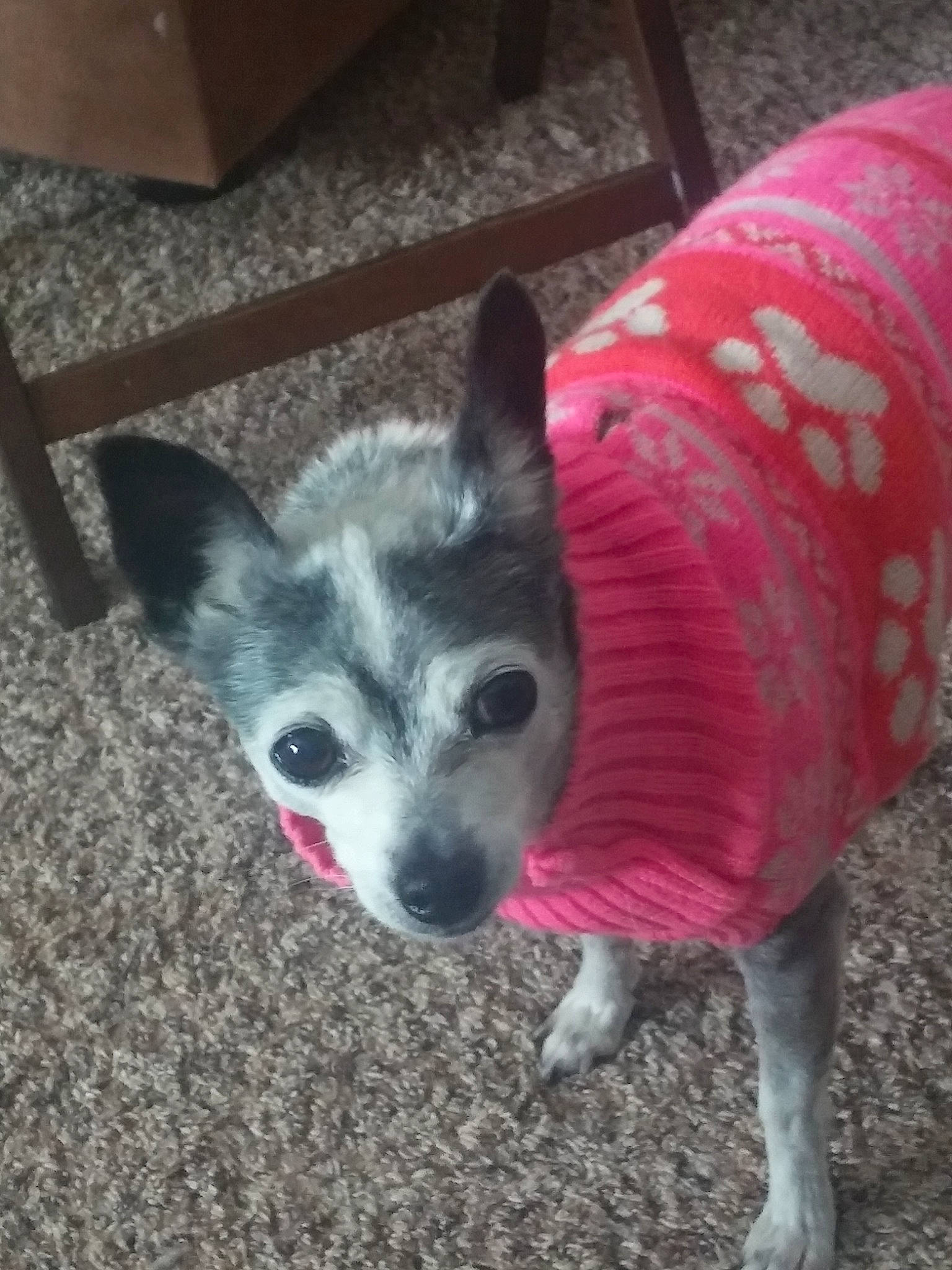 Bootsie is registered to the contest to win money with this photo: canidae, carnivore, chihuahua, companion_dog, corgi_chihuahua, dog, dog_breed, dog_clothes, fawn, mammal, puppy, snout, vertebrate