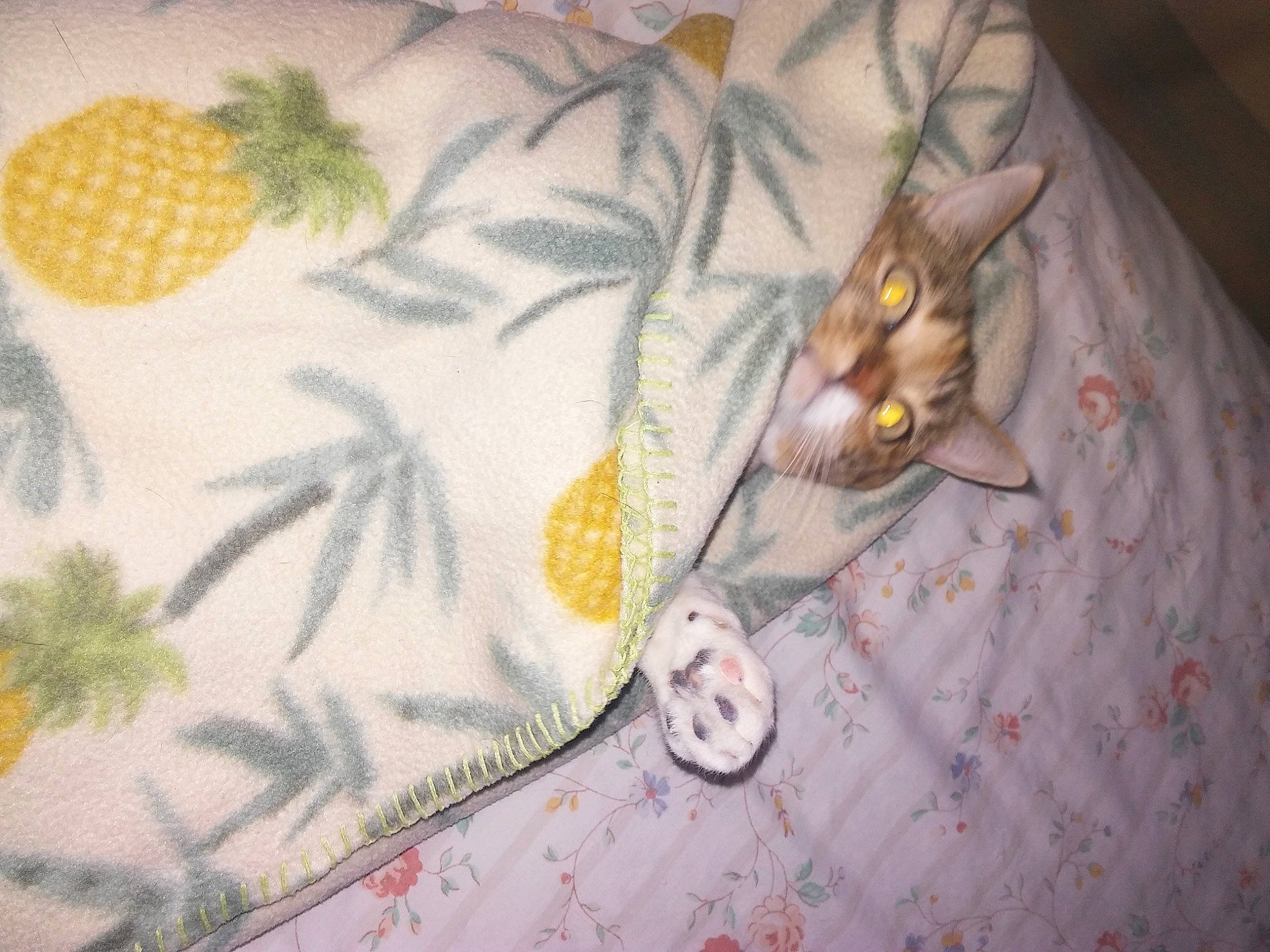 Skittles joined the competition — help win amazing prizes! cat, organism, plant, textile